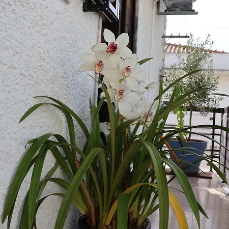 Bba Ferrel - Centre-ville Homestay *